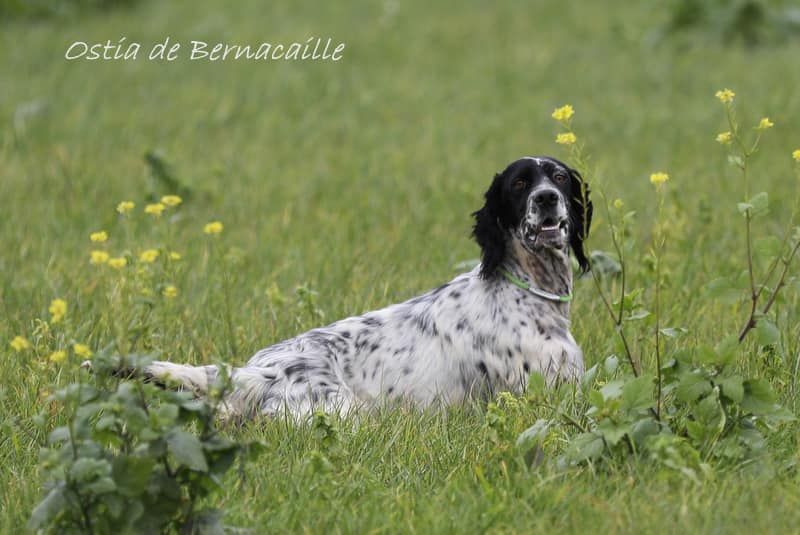 Du Touchaud - serbie 16 03 2021 Quête de chasse couple