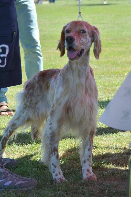 Du Touchaud - régionale setter la mothe achard 24 07 2016