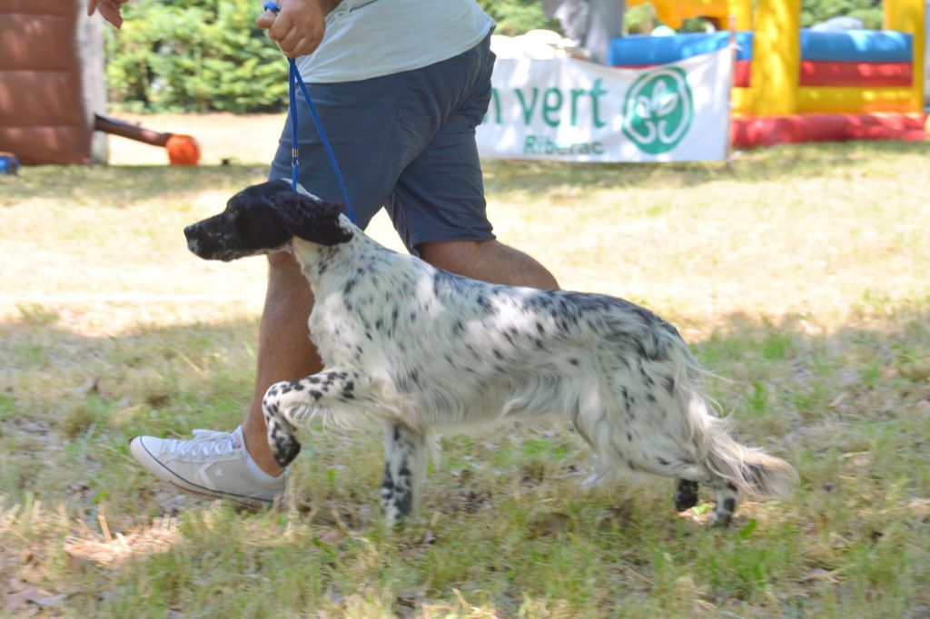 Du Touchaud - Régionale Setter Villetoureix 06 07 2019