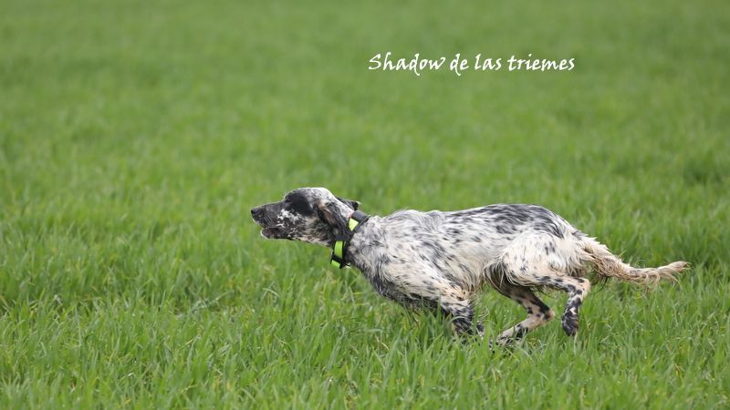 Shadow de las triemes