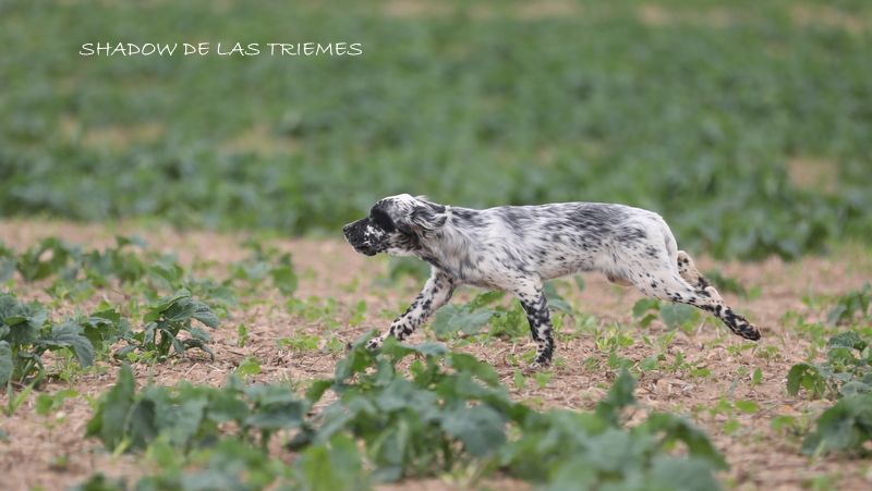 Shadow de las triemes