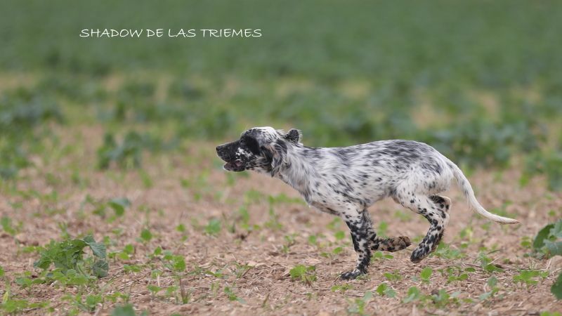 Shadow de las triemes