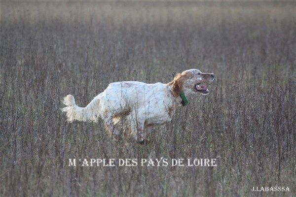 TR. M'apple des Pays de Loire