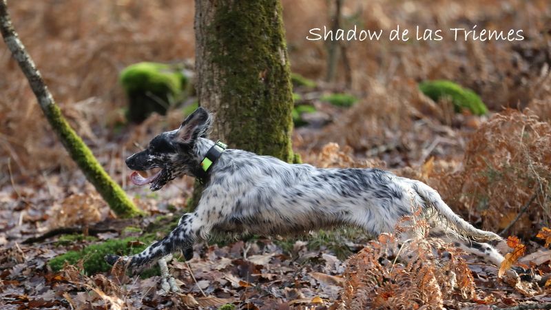 Shadow de las triemes