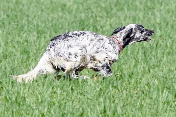 Shadow de las triemes