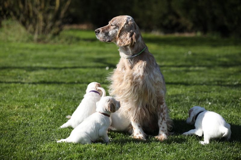 CHIOT